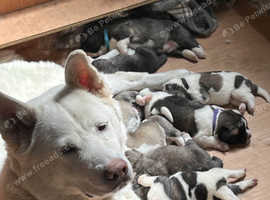 American Akita Puppies