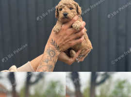 Toy poodle