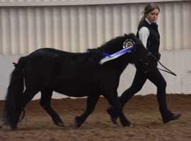 Black standard shetland pony