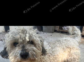 Shih poo puppies leeds