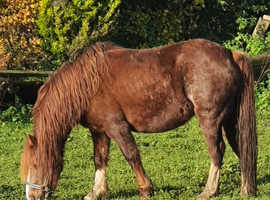 Welsh C mare/ companion