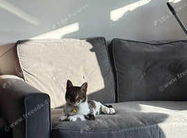 rehoming my beautiful cat