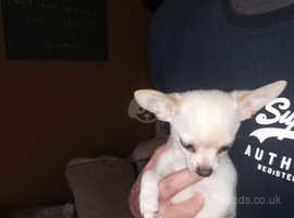 very small chihuhuas for sale
