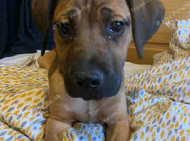 Cane corso x lab