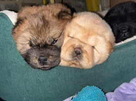 GORGEOUS CHOW CHOW CHAMPION PUPPIES