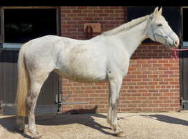 Potential Irish Draught Broodmare