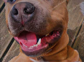 American bully for rehoming