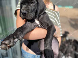 Stunning litter of KC Great Danes ready 15 Sep