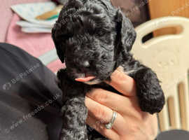 Miniature cockapoo puppies