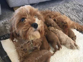 F2 cavapoos forsale