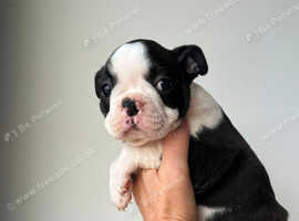 Black and White Pure Boston Terrier pups
