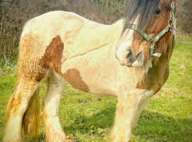 Rising 2 bay Tobiano gelding