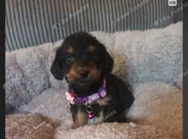 Chiweenies Dachshund x chihuahua 3 left