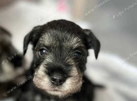 Miniature Schnauzer Puppies - Born April 13 - Ready in June