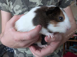 Male guinea pig