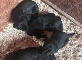 Super Litter of carefully bred black labs