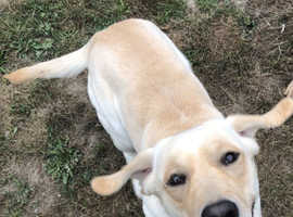 Beautiful Labrador Retriever for Sale - Friendly & Healthy