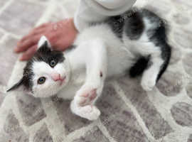 Beautiful grey and white male kitten for sale
