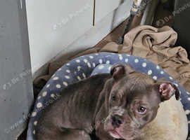 Dog for sale