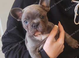 French bulldog puppies for sale