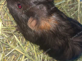 Male guinea pigs