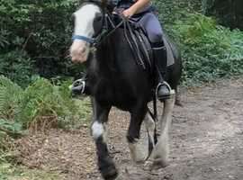 Hacking cob 14.1hh mare