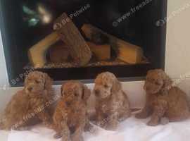 Toy Poodle Puppies for sale