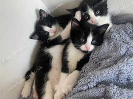 3 kittens ready to leave