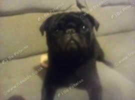 I would like to adopt a pug for