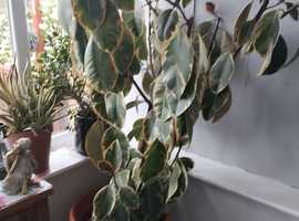 Conservatory/ indoor plants