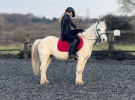 12.2 sweet kids gelding.