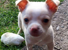 Chihuahua boy puppy