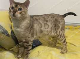 Blue eyed Snow lynx bengal