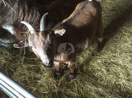 2 year old pure pigmy goat