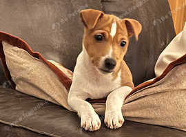 Plummer terrier male pup