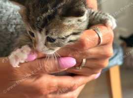 Kittens