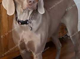 Weimaraner pups due 6th may