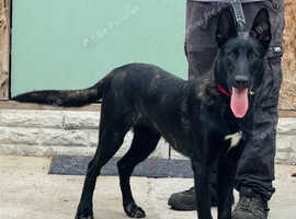 6 month old Dutch Shepherd
