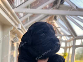 Beautiful litter of 9 flat coat retrievers born 1st April
