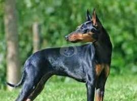 would like to adopt male or female a manchester terrier