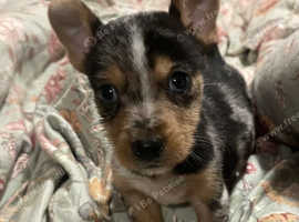 Gorgeous Chiweenie boy puppy