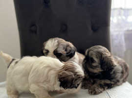 3 Beautiful boys shih tzu puppies for sale. They will be ready to leave 1st of June.