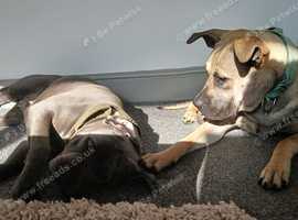 10 month old huge presa canario