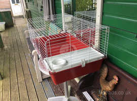 Medium size Guinea pig cage for sale