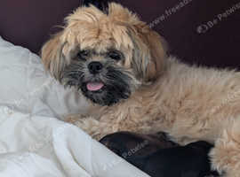 3 shihpoos