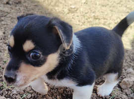 Tri Colour Jack Russell Dog Puppies