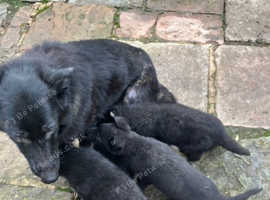 Pedigree German shepherd puppies