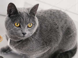 Female British blue