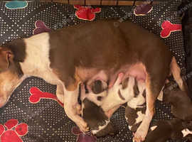 Jack russell puppy's short legged
