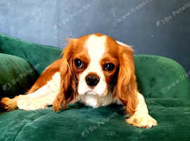 Cavalier king Charles spaniel female